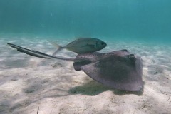 Southern Stingray with a friend 